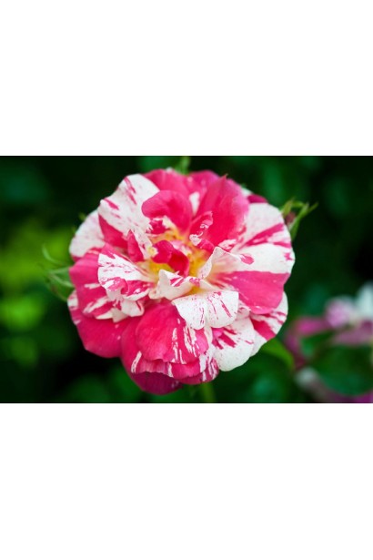 Роза витка Твист – бутон ярко-малинового цвета с белыми полосами.